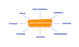 Grundumsatz berechnen